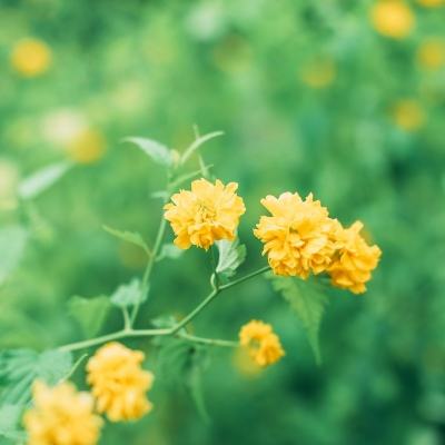 重生之花妖游戏下载